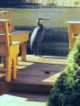 /album/photo-gallery-brooksides-heron/heron-jpg1/